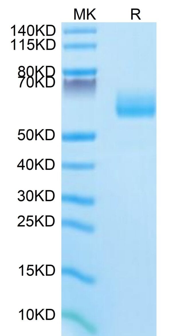 SDS-PAGE gel of Mouse SG3/Secretogranin 3 Protein 3883