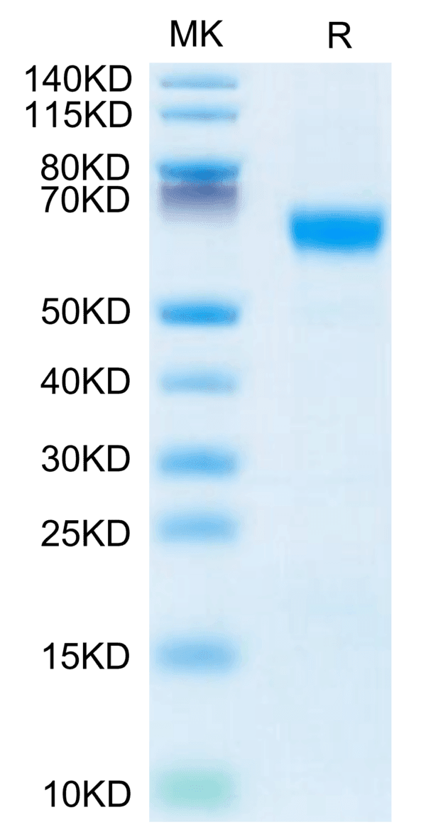 SDS-PAGE gel of Mouse MFGE-8 Protein 3884