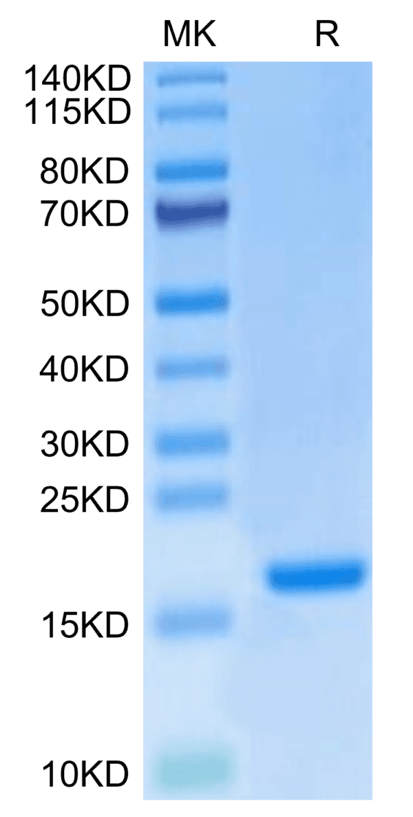 SDS-PAGE gel of Mouse IL-20 Protein 3885