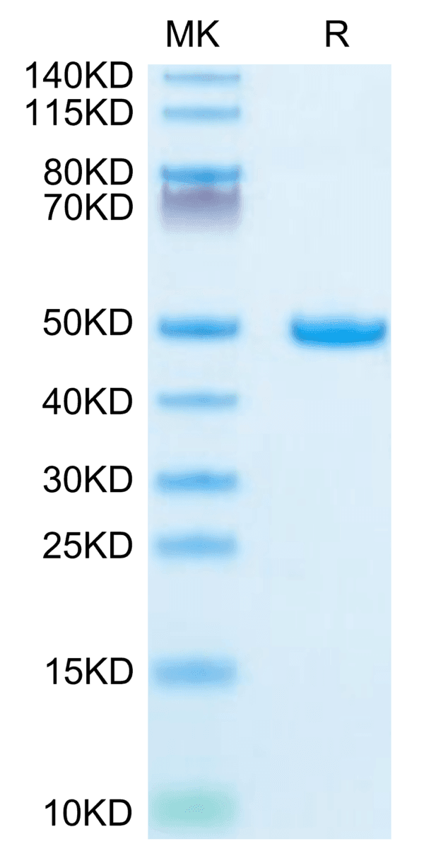 SDS-PAGE gel of Mouse Galectin 1 Protein 3890