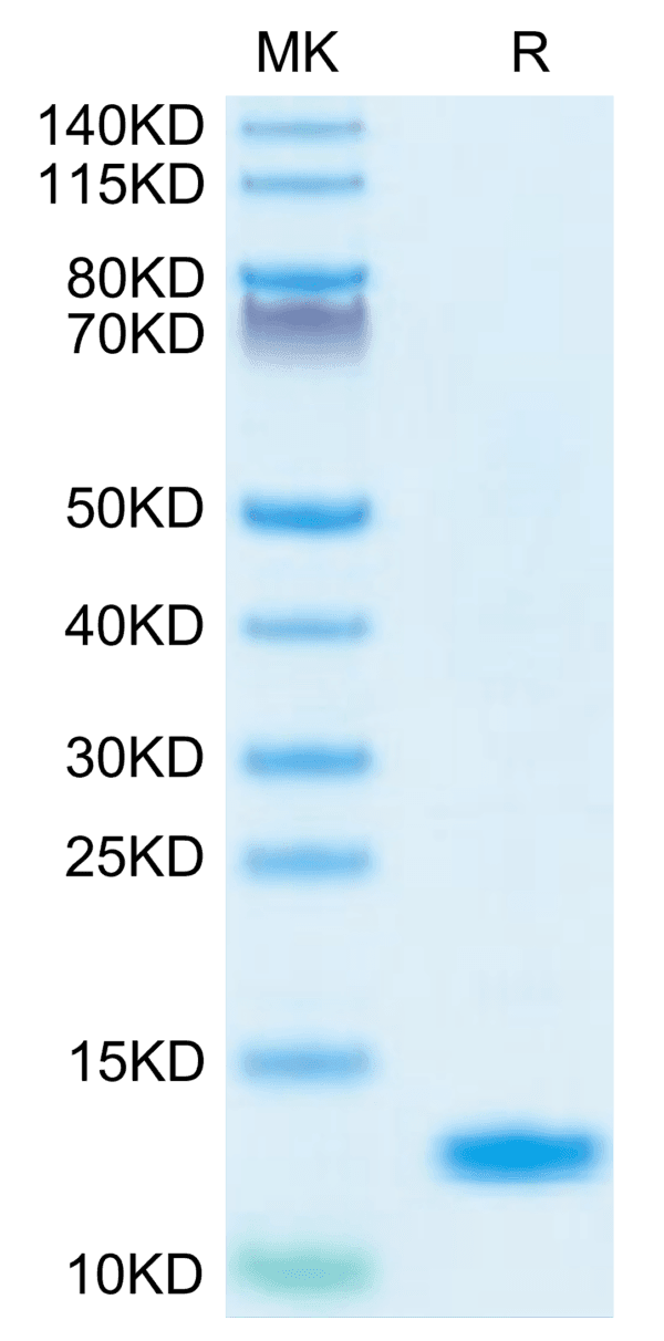 SDS-PAGE gel of Human IL-8/CXCL8 Protein 3895