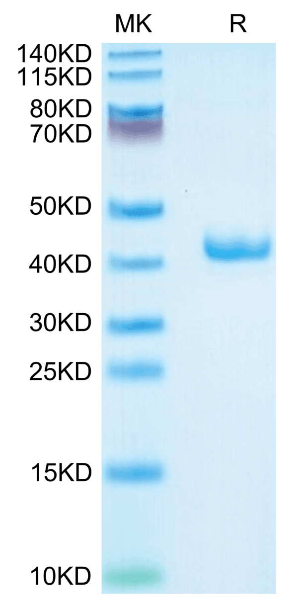 SDS-PAGE gel of Mouse APOA2 Protein 3899