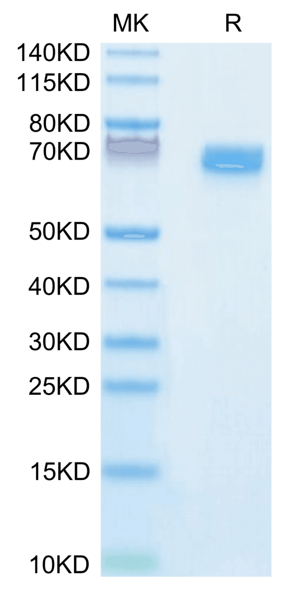SDS-PAGE gel of Mouse EPHB2 Protein 3900