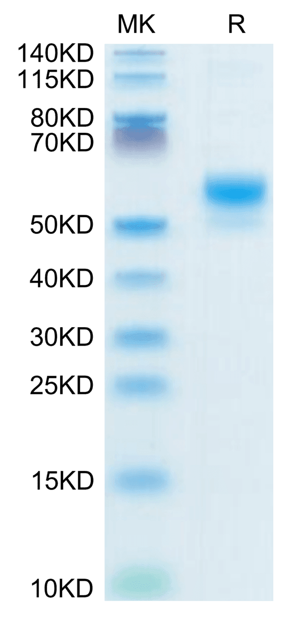 SDS-PAGE gel of Human CD300LF Protein 3901
