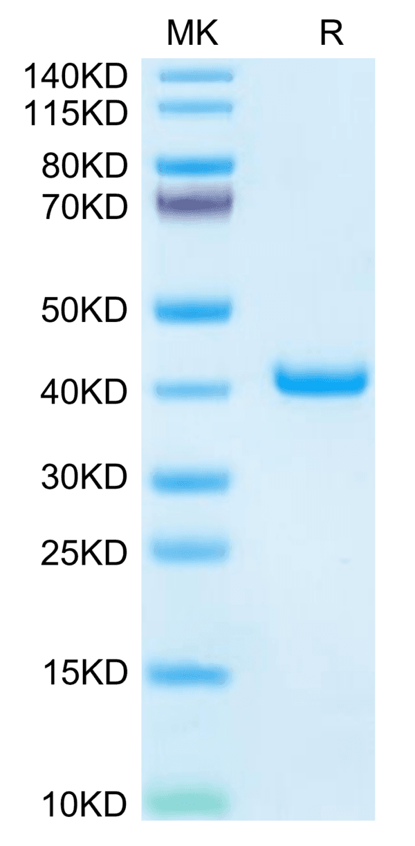 SDS-PAGE gel of Mouse TFF1 Protein 3902