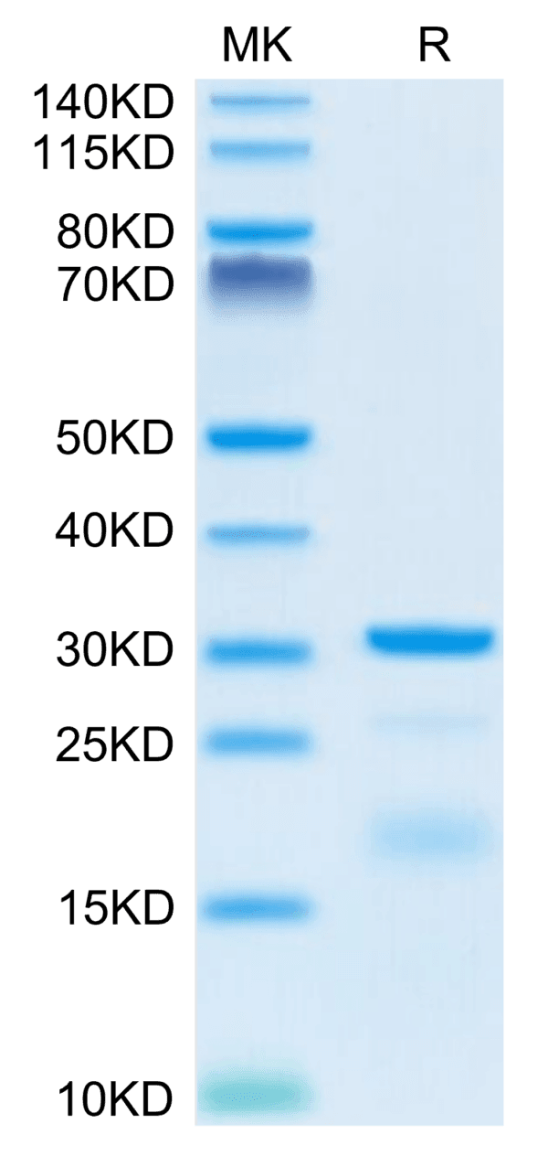 SDS-PAGE gel of Mouse HPN Protein 3906