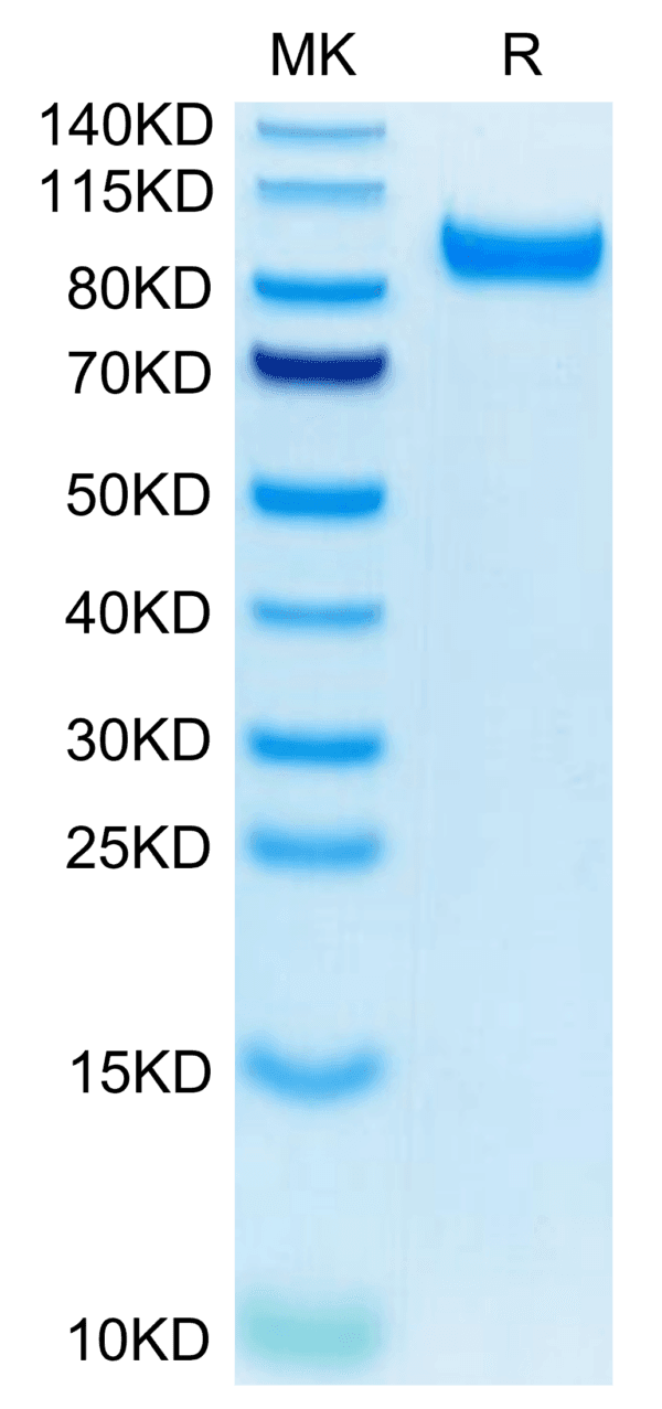 SDS-PAGE gel of Mouse HGFA Protein (pro form) 3911