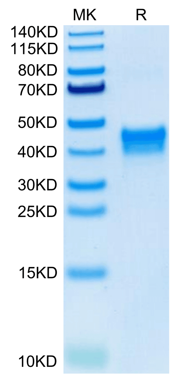 SDS-PAGE gel of Human BST1 Protein 3912