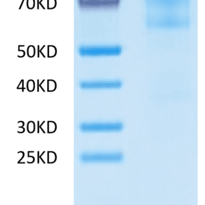 SDS-PAGE gel of Mouse EFEMP1 Protein 3914