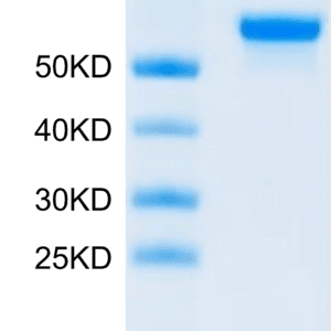 SDS-PAGE gel of Human LGMN Protein 3917