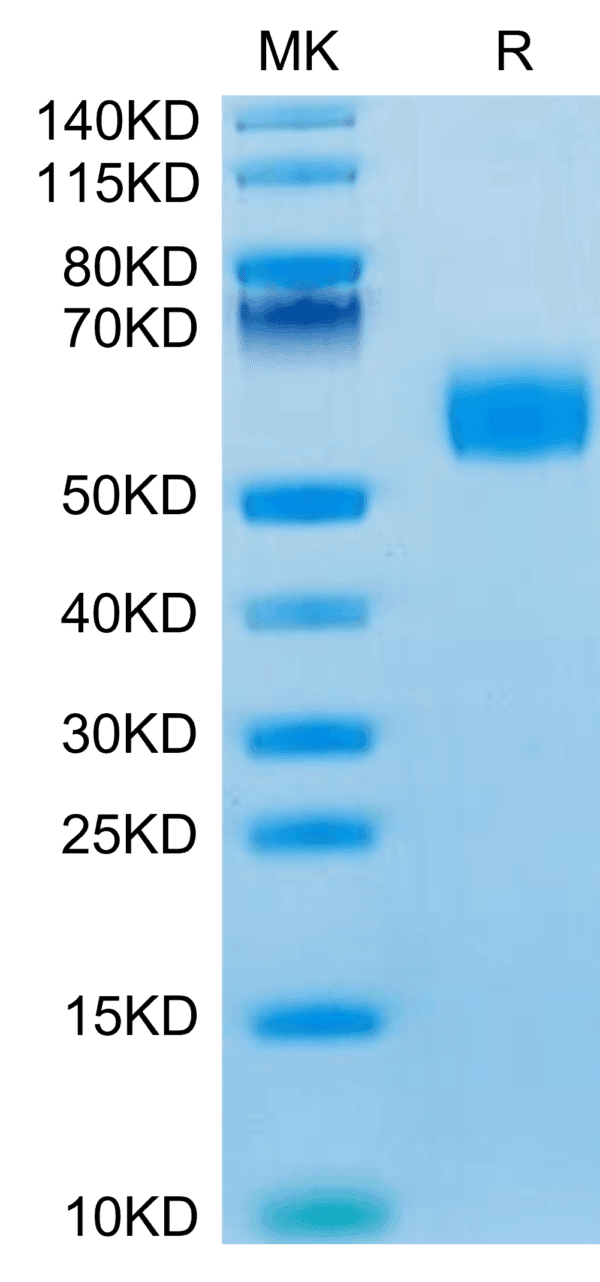 SDS-PAGE gel of Mouse IL-3 Protein 3930