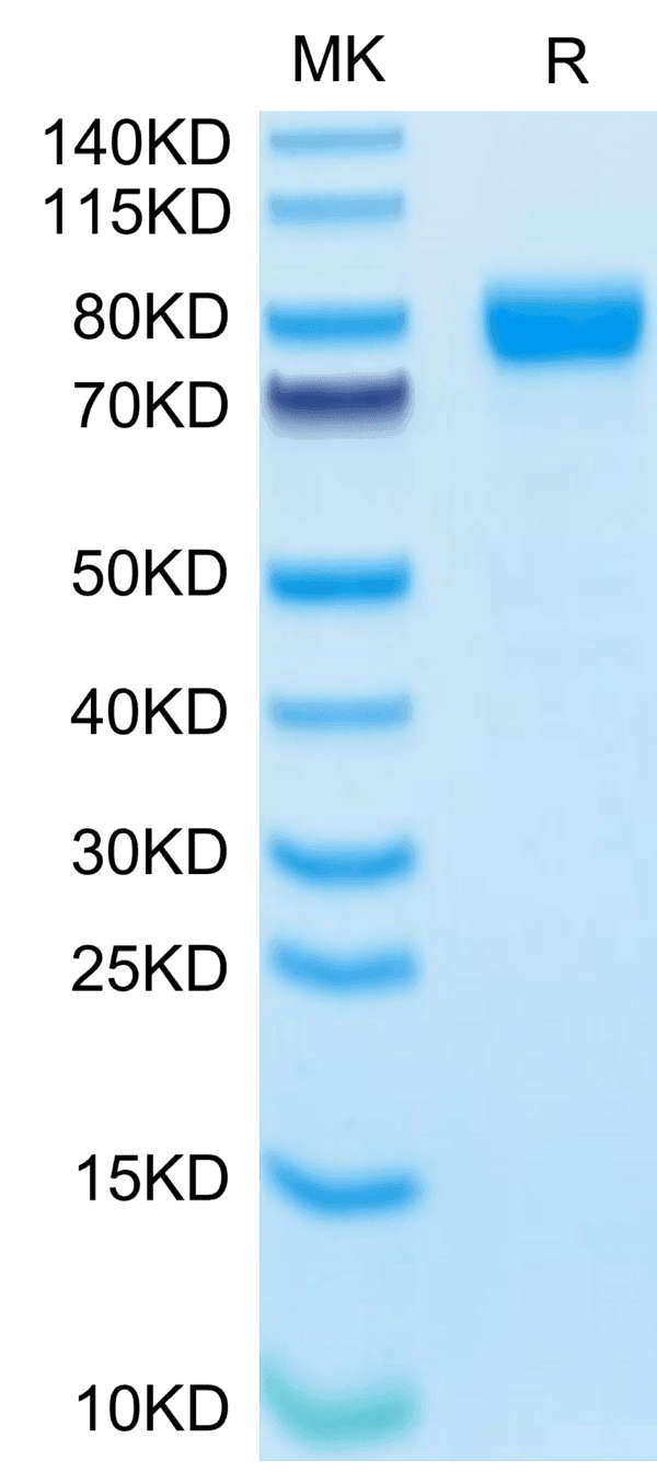 SDS-PAGE gel of Human IL-1R3/IL-1 RAcP Protein 3941