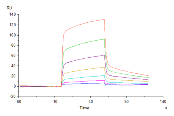 SPR with Mouse SIRP alpha/CD172a Protein 3942