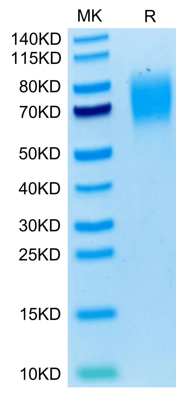 SDS-PAGE gel of Mouse SIRP alpha/CD172a Protein 3942