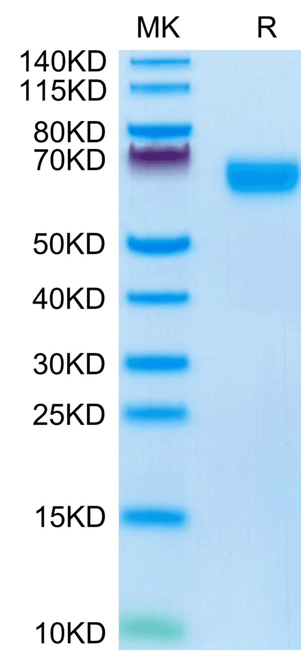 SDS-PAGE gel of Mouse NOGOR Protein 3948