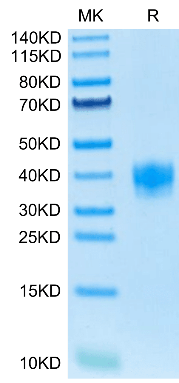 SDS-PAGE gel of Mouse LILRB4/CD85k/ILT3 Protein 3953