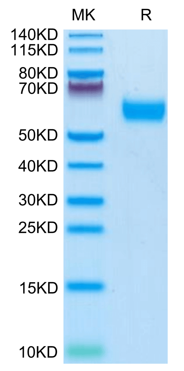 SDS-PAGE gel of Mouse IL-1R3/IL-1 RAcP Protein 3961