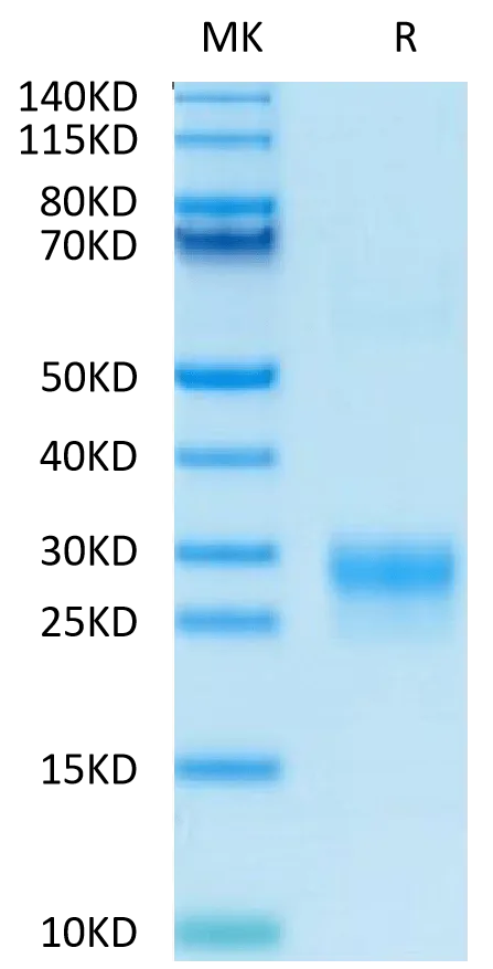 SDS-PAGE gel of Biotinylated Human VEGF-C/Flt4-L Protein 3969