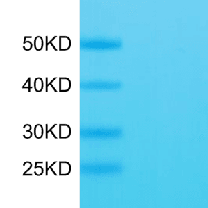 SDS-PAGE gel of Mouse CD34 Protein 3971
