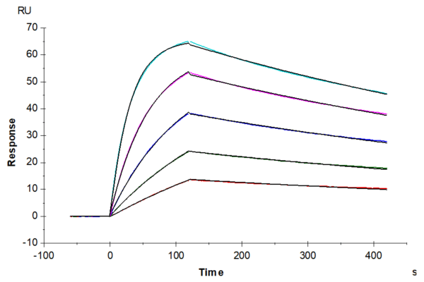 SPR with Mouse IL-18BP Protein 3986