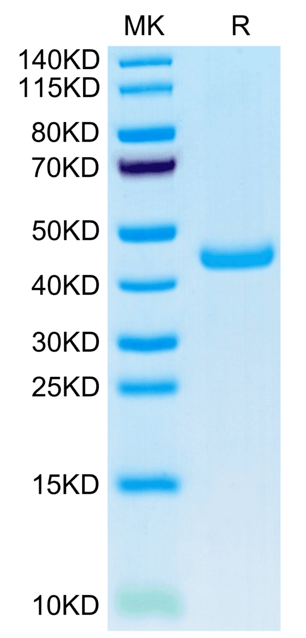 SDS-PAGE gel of Mouse SPARC Protein 3994