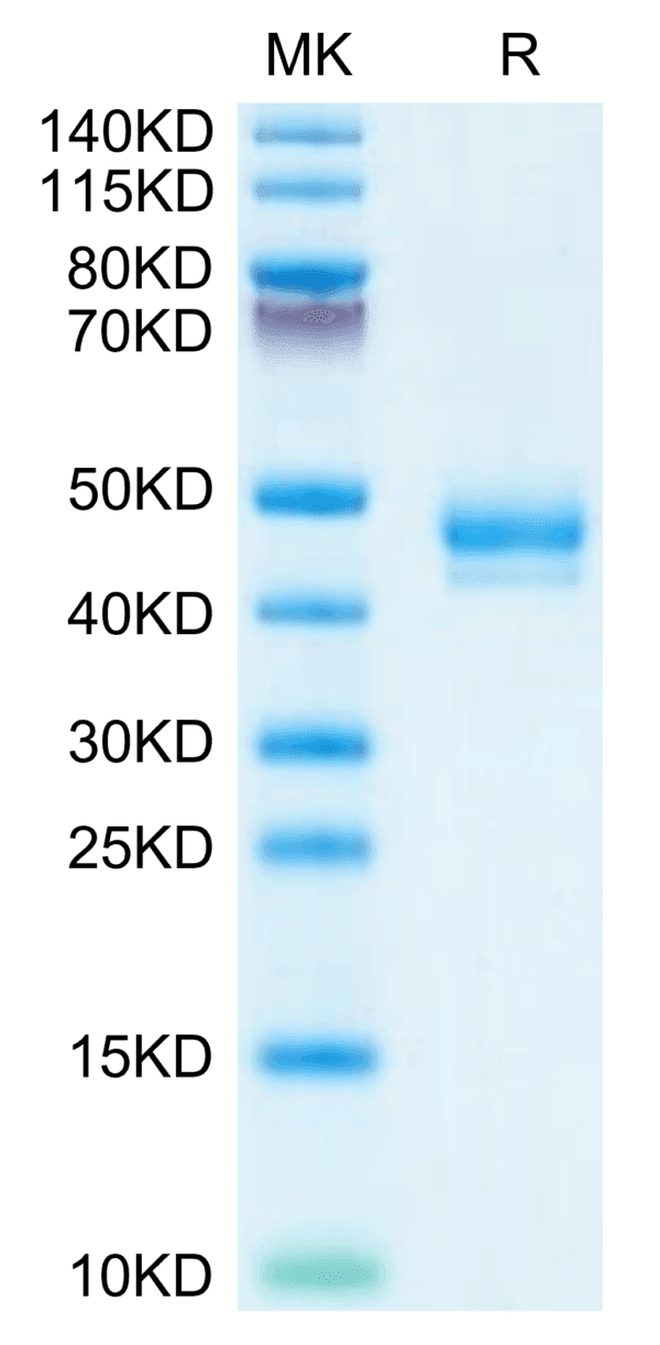 SDS-PAGE gel of Human GIP Protein 4002