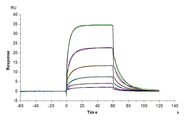SPR with Human DLL4 Protein 4003