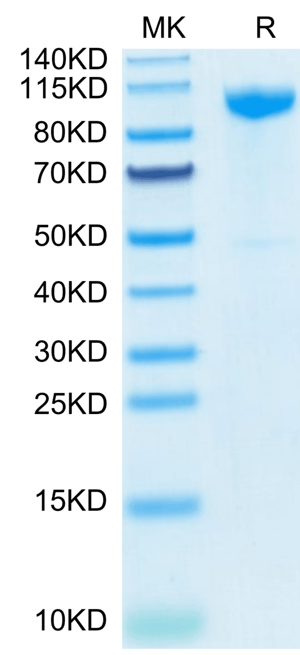 SDS-PAGE gel of Human CDH17/Cadherin 17 Protein 4012