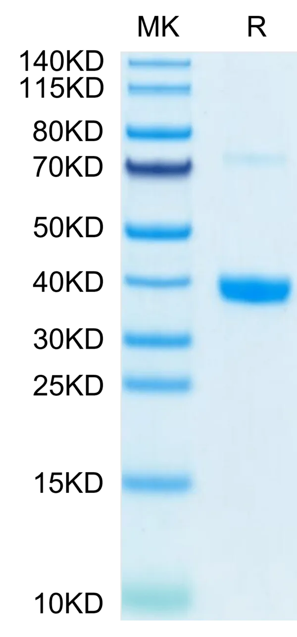 SDS-PAGE gel of Mouse MFAP4 Protein 4013