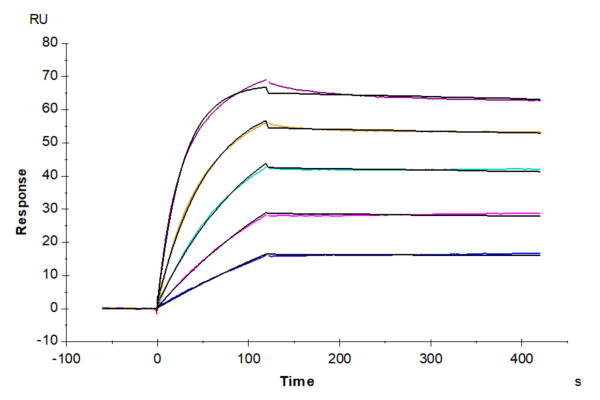 SPR with Mouse FSTL3 Protein 4019