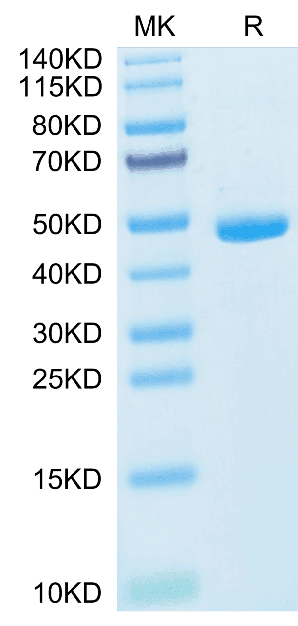 SDS-PAGE gel of Mouse IL-20 Protein 4038