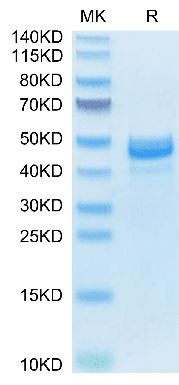 SDS-PAGE gel of Mouse AREG Protein 4040