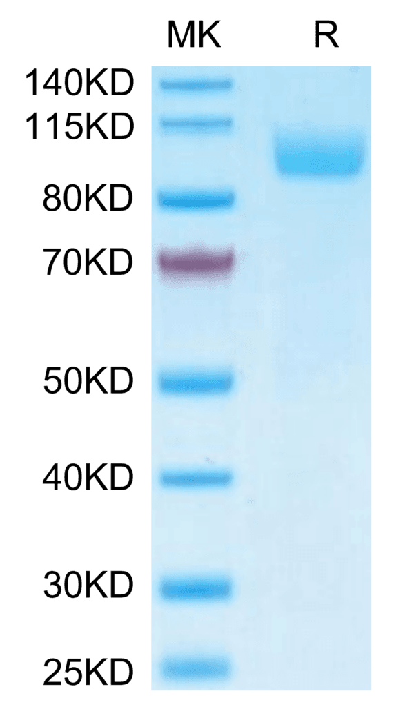 SDS-PAGE gel of Biotinylated Human Siglec-5/CD170 Protein (Primary Amin 4044