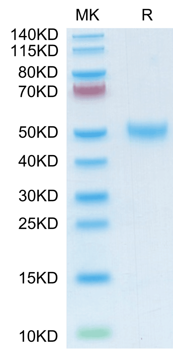 SDS-PAGE gel of Mouse LRG1 Protein 4049