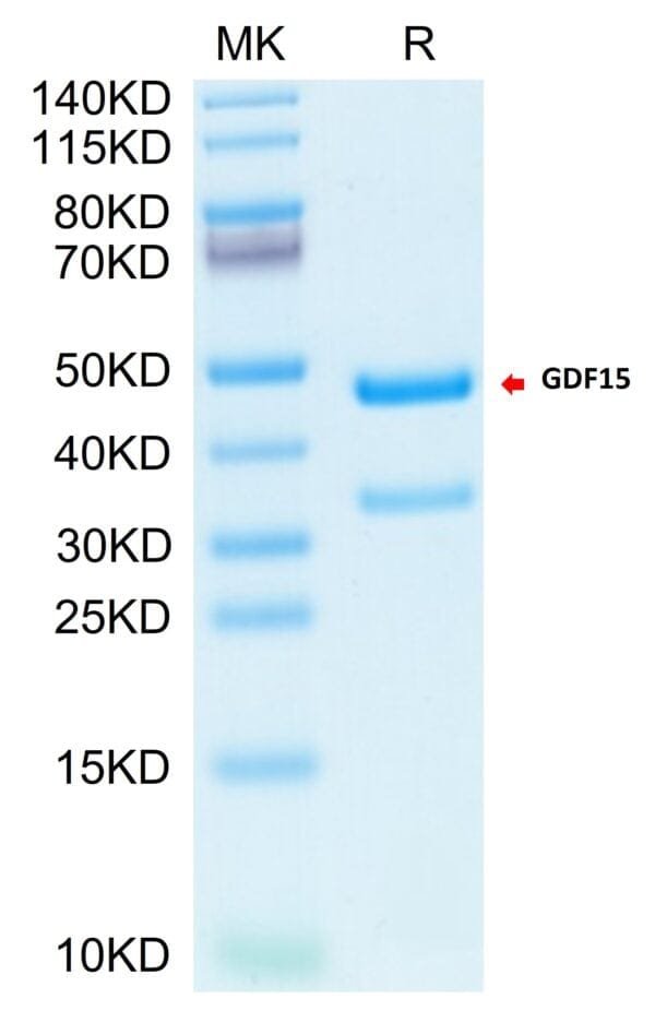 SDS-PAGE gel of Biotinylated Cynomolgus GDF15 Protein (Primary Amine La 4056