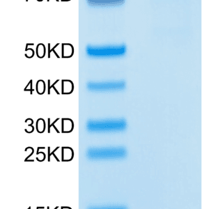 SDS-PAGE gel of Human PSGL-1 Protein 4059