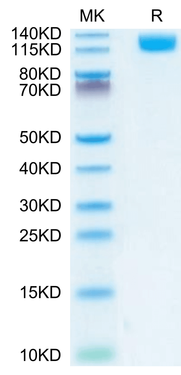 SDS-PAGE gel of Mouse OSMR Protein 4063