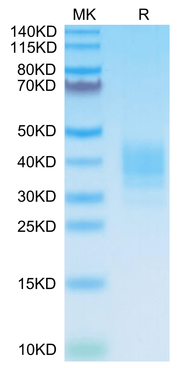 SDS-PAGE gel of Mouse SLAMF7/CRACC/CD319 Protein 4065