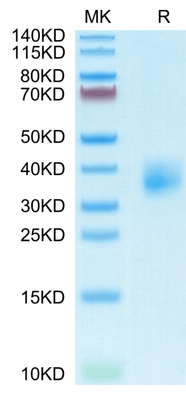 SDS-PAGE gel of Mouse TSLPR Protein 4066