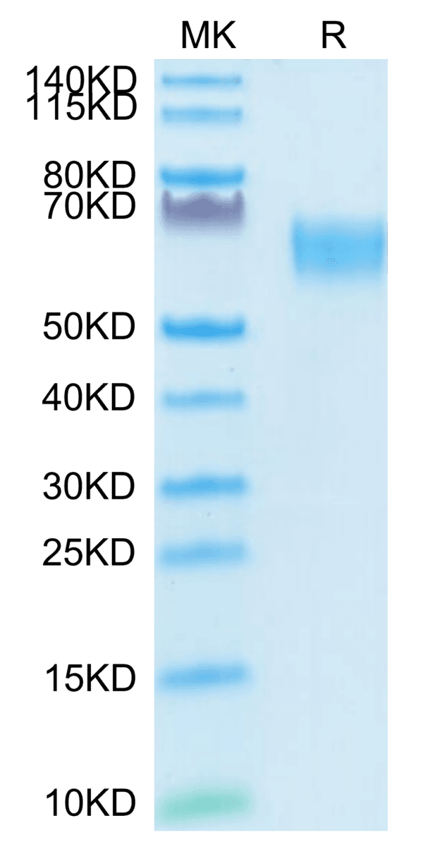 SDS-PAGE gel of Biotinylated Human TGF-beta RII/TGFBR2 Protein 4073