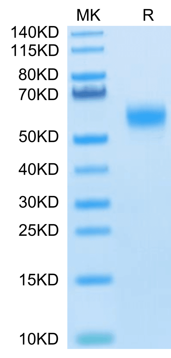SDS-PAGE gel of Human SIRP alpha V6 Protein 4075