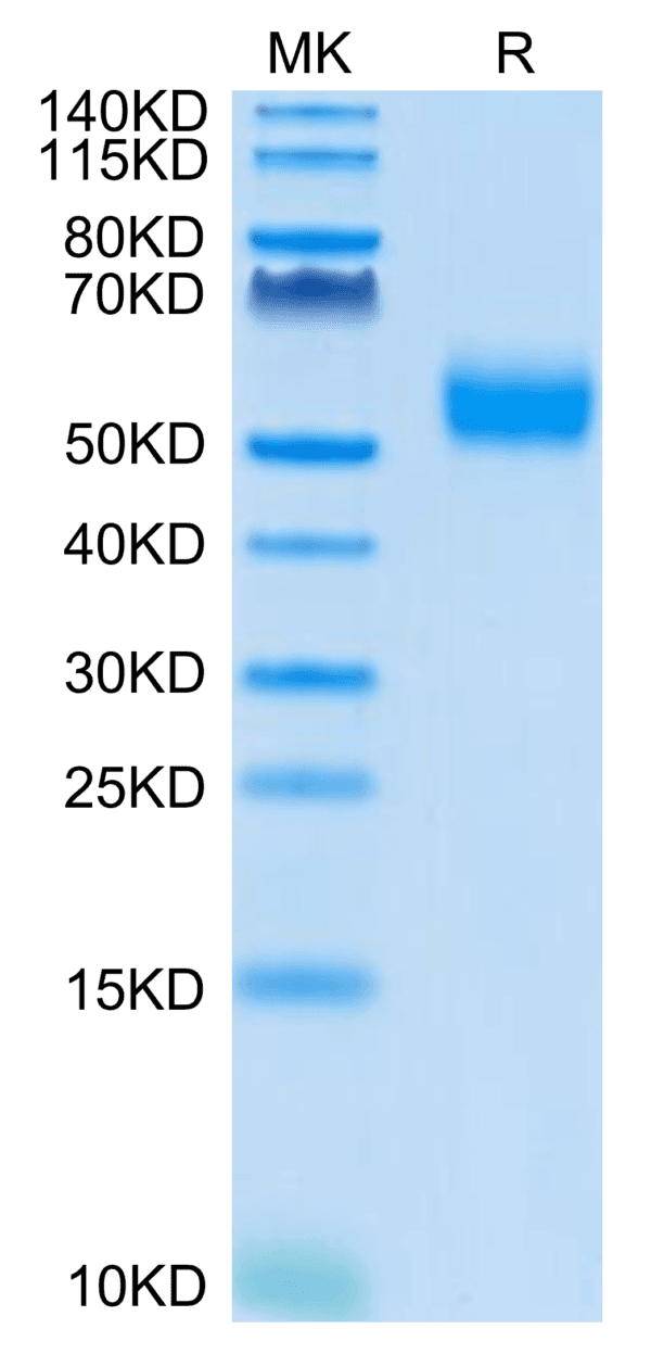 SDS-PAGE gel of Biotinylated Human SIRP alpha V4 Protein 4078