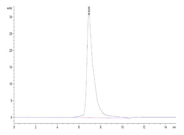 HPLC of Biotinylated Human SIRP gamma/CD172g Protein 4081