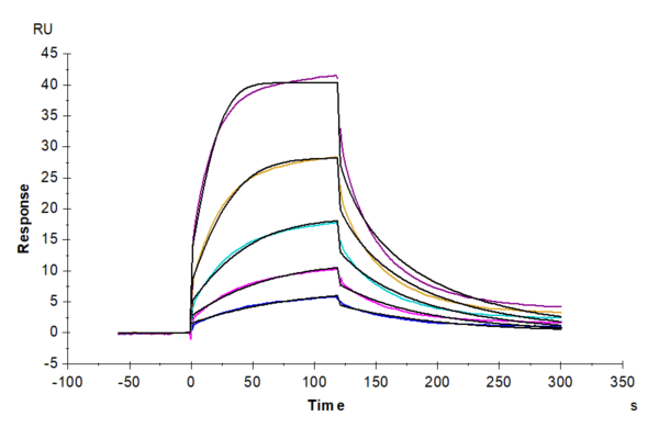 SPR with Cynomolgus SIRP alpha/CD172a Protein 4082