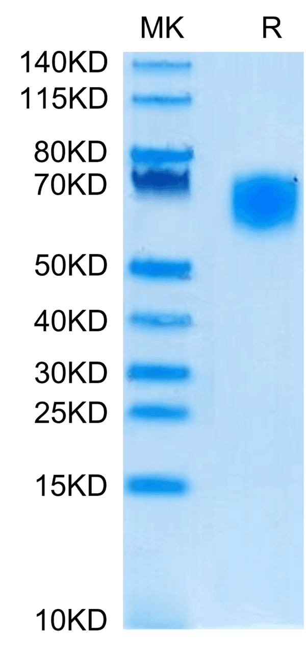 SDS-PAGE gel of Cynomolgus SIRP alpha/CD172a Protein 4082