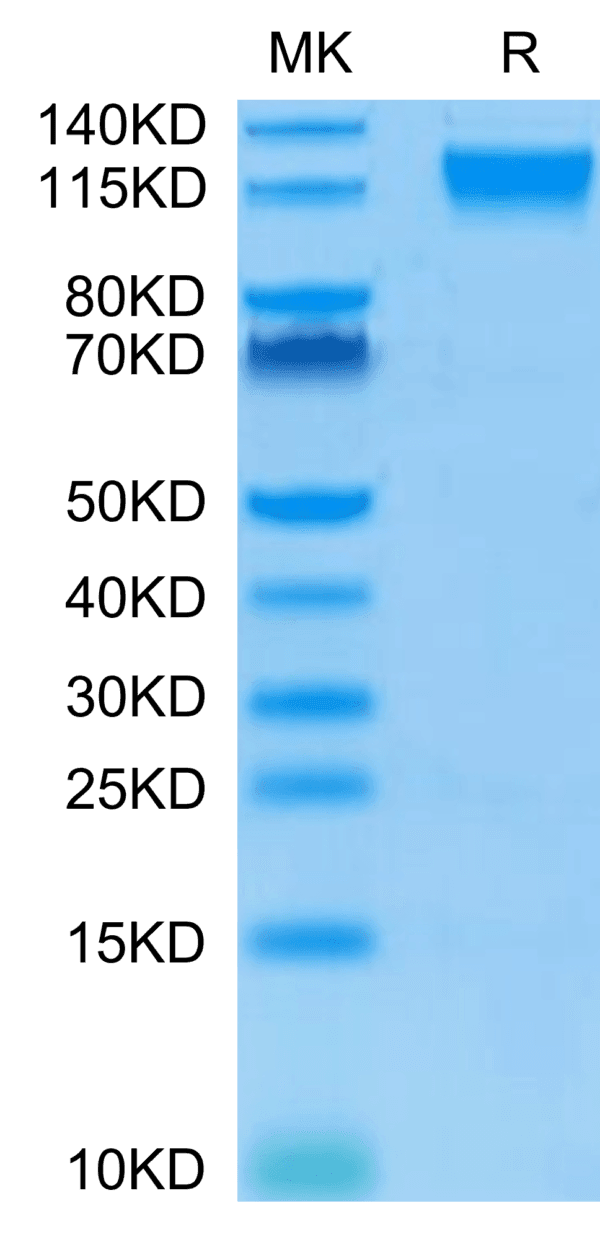 SDS-PAGE gel of Biotinylated Human Semaphorin 4D/SEMA4D/CD100 Protein 4085