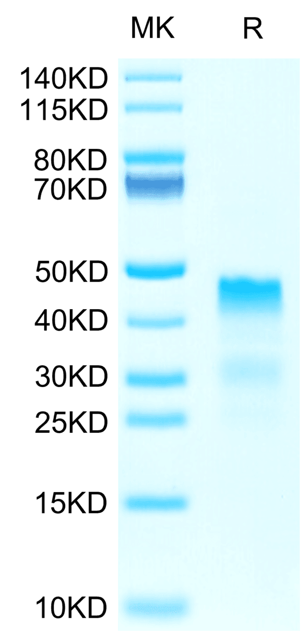 SDS-PAGE gel of Biotinylated Human RGMa Protein 4087