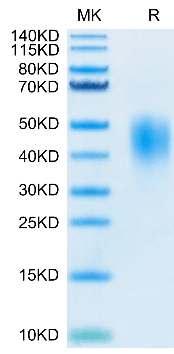 SDS-PAGE gel of Biotinylated Human PD-L2/B7-DC Protein 4096