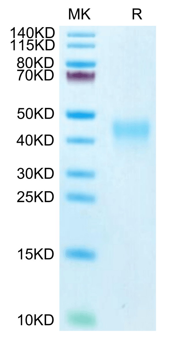 SDS-PAGE gel of Biotinylated Human PD-1/PDCD1 Protein 4100