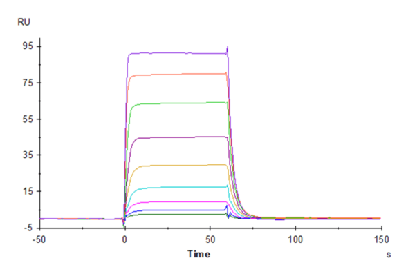 SPR with Biotinylated Human NKp30/NCR3/CD337 Protein 4103